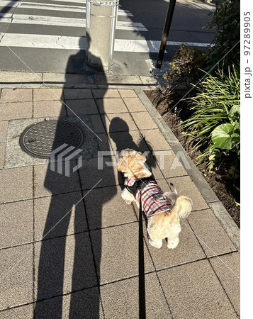 秋晴れの日に犬に服を着せて散歩 97289905