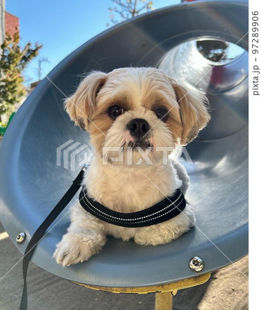 犬の散歩　滑り台 97289906