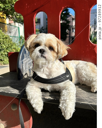 犬の散歩と秋の空 リードは首からかけるタイプ 胴輪 犬の散歩と秋の空 リードは首からかけるタイプ 胴輪 97289912