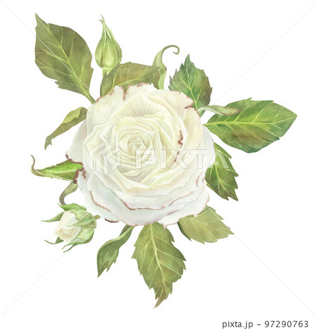 White rose with leaves composition. Watercolor illustration. Isolated on a white background.For design of sticker, dishes, greeting card, stationery, cosmetics, perfumes packaging, wedding invitation 97290763