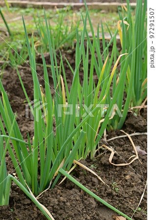 越津ネギ（ヒガンバナ科）と畑 97291507