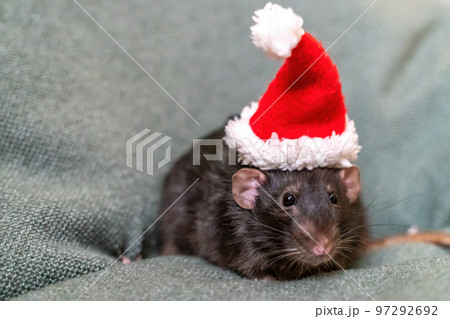 Rat Santa hat. Symbol of the Chinese New Year. Funny black rat Dumbo in a red santa checker on a green background. Rat Santa hat. Symbol of the Chinese New Year. Funny black rat Dumbo in a red santa checker on a green background. 97292692