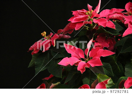 ポインセチア プリンセチア・ホットピンク ポインセチア プリンセチア・ホットピンク 97292781