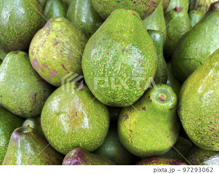 bunch of green avocados at the local market. healthy fresh fruit for salad or juice bunch of green avocados at the local market. healthy fresh fruit for salad or juice 97293062