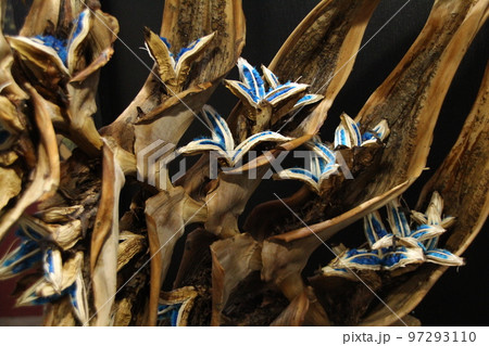 タビビトノキ 青色の種子 97293110