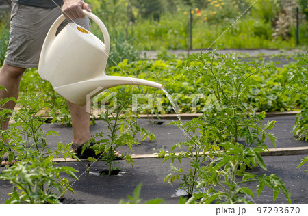 Man is farming, watering plants in the garden. 97293670