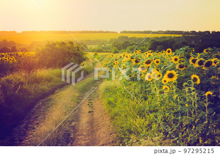 sunflower field sunflower field 97295215