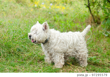 terrier on the grass terrier on the grass 97295579