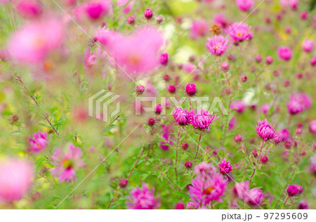 purple flowers 97295609