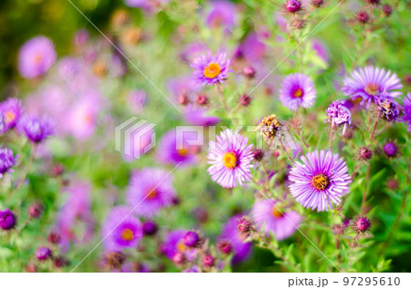 purple flowers 97295610