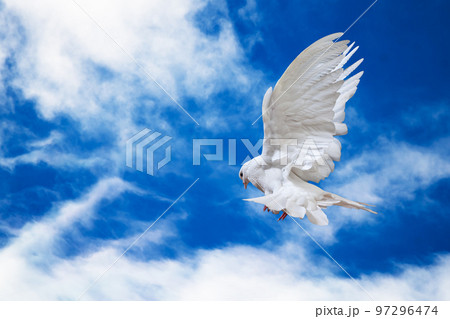 Dove in the air with wings wide open in-front of the sky Dove in the air with wings wide open in-front of the sky 97296474