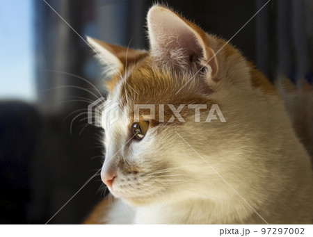 red cat sits in a dark room and is sad 97297002