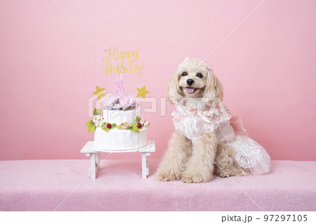 3歳の誕生日を迎えて微笑むマルプー 97297105