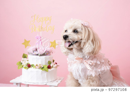 3歳の誕生日を迎えて微笑むマルプーのパンナちゃん 97297108