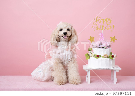 3歳の誕生日を迎えて微笑むマルプーのパンナ 3歳の誕生日を迎えて微笑むマルプーのパンナ 97297111