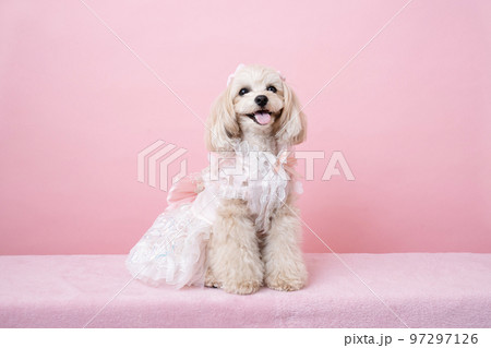 微笑むマルプーのパンナちゃん 97297126