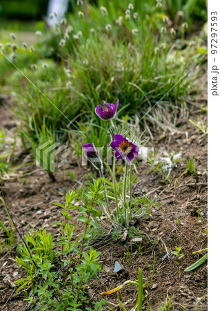 Pulsatilla vulgaris red blossoms in the garden in spring Pulsatilla vulgaris red blossoms in the garden in spring 97297593