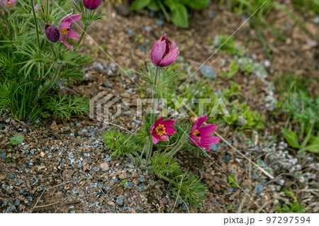 Pulsatilla vulgaris red blossoms in the garden in spring Pulsatilla vulgaris red blossoms in the garden in spring 97297594