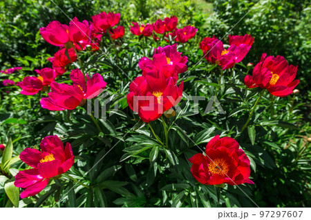 Herbaceous Peonies Scarlet O Hara in flowers Herbaceous Peonies Scarlet O Hara in flowers 97297607