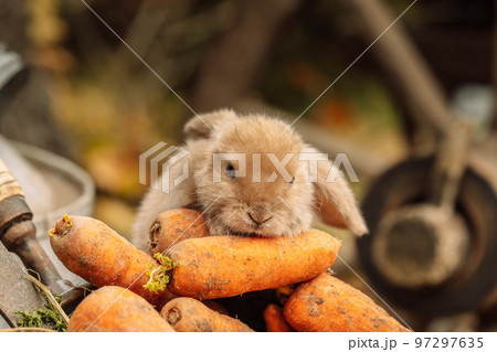 Fluffy foxy rabbit with carrot on autumn background 97297635