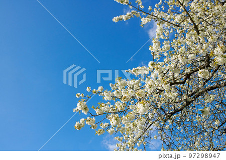 Closeup of Sweet Cherry blossoms on a branch against a blue sky background on a sunny day. Zoom in of small white wild flowers growing in a peaceful forest. Macro detail of flora in a backyard Closeup of Sweet Cherry blossoms on a branch against a blue sky background on a sunny day. Zoom in of small white wild flowers growing in a peaceful forest. Macro detail of flora in a backyard 97298947