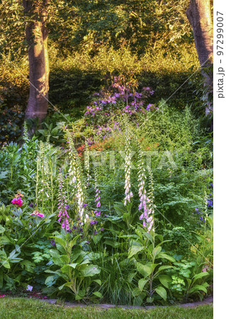 Foxgloves flowers growing and blooming in a botanical garden. Beautiful variety of flowering and colorful plants in a backyard in summer. Scenic outdoor landscaping in a public nature environment Foxgloves flowers growing and blooming in a botanical garden. Beautiful variety of flowering and colorful plants in a backyard in summer. Scenic outdoor landscaping in a public nature environment 97299007