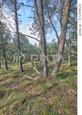 Pine trees growing in a forest with dry grass against a blue sky. Landscape of tall and thin tree trunks with bare branches in nature during autumn. Uncultivated and wild shrubs growing in the woods 97299620
