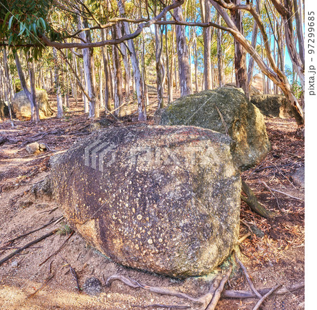 Rocks and boulders in an uncultivated, rough hiking terrain on Table Mountain, Cape Town, South Africa. Tall tress and foliage growing among flora and plants in a quiet, overseas nature reserve Rocks and boulders in an uncultivated, rough hiking terrain on Table Mountain, Cape Town, South Africa. Tall tress and foliage growing among flora and plants in a quiet, overseas nature reserve 97299685