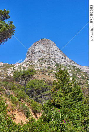 A mountain on a clear day against blue sky background, flowers and Fynbos. Tranquil beauty in nature on a peaceful morning in Cape town with a view of Lions head and its vibrant lush green plants A mountain on a clear day against blue sky background, flowers and Fynbos. Tranquil beauty in nature on a peaceful morning in Cape town with a view of Lions head and its vibrant lush green plants 97299692