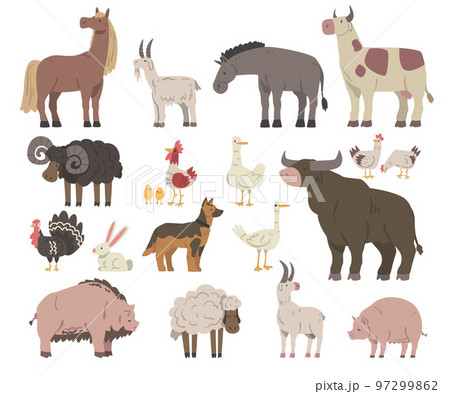 Farm Animals and Livestock with Poultry and Cattle Big Vector Set Farm Animals and Livestock with Poultry and Cattle Big Vector Set 97299862