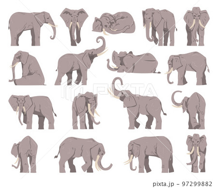 Grey Elephant as Large African Animal with Trunk in Different Pose Big Vector Set Grey Elephant as Large African Animal with Trunk in Different Pose Big Vector Set 97299882