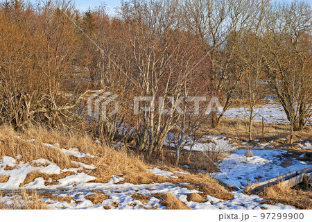 Leafless forest trees with melting snow in early spring. Seasonal landscape of slow regrowth in the woods after winter with lots of dry tree branches and melting ice patches on grass Leafless forest trees with melting snow in early spring. Seasonal landscape of slow regrowth in the woods after winter with lots of dry tree branches and melting ice patches on grass 97299900