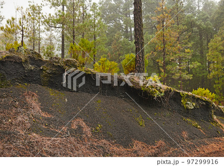 Uncultivated natural landscape and environment in remote and quiet woods. Moss and algae growing on a hill in a forest surrounded by pine trees in the mountains of La Palma, Canary Islands, Spain. Uncultivated natural landscape and environment in remote and quiet woods. Moss and algae growing on a hill in a forest surrounded by pine trees in the mountains of La Palma, Canary Islands, Spain. 97299916