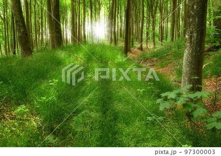 Hidden mystery path leading through growing beech trees in magical deciduous forest in remote, serene and quiet woods. Landscape view of lush green grass and a sun flare symbolising heaven in nature Hidden mystery path leading through growing beech trees in magical deciduous forest in remote, serene and quiet woods. Landscape view of lush green grass and a sun flare symbolising heaven in nature 97300003