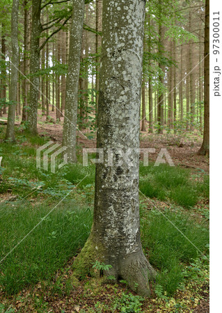 Environmental nature conservation and reserve of pine trees in a remote, coniferous forest in a serene, peaceful and calm countryside. Landscape of fir, cedar plants growing in quiet woods in Germany 97300011