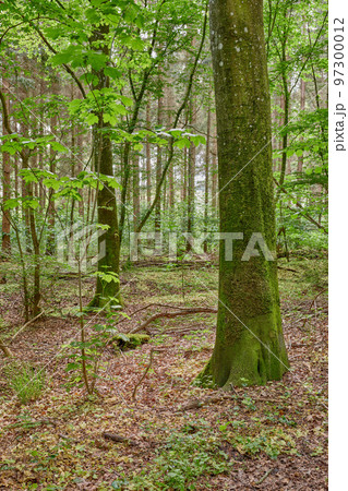 An uncultivated and lush forest with trees during spring. Magical and secluded woods with growing and blooming vegetation in an undisturbed natural area. Landscape view of a beautiful remote park 97300012