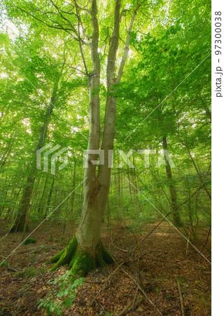 Moss covering a birch tree in remote forest, environmental conservation and nature reserve. Woods with damp algae and fungal growth in serene, tranquil and mystical area with lush green canopy trees 97300038