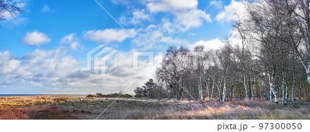 Landscape of rustic field of grass and frontier in winter. An expansive meadow and silver birch forest on a cloudy autumn day. Colourful timberlands, blue sky and white clouds. 97300050