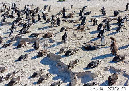 Black footed African penguin colony on Boulders Beach breeding coast and conservation reserve in South Africa. Group of protected endangered waterbirds and aquatic sea and ocean wildlife for tourism 97300106