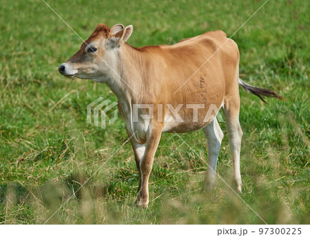 One brown and white cow on a green field in a rural countryside with copy space. Raising and breeding livestock cattle on a farm for the beef and dairy industry. Landscape with animals in nature One brown and white cow on a green field in a rural countryside with copy space. Raising and breeding livestock cattle on a farm for the beef and dairy industry. Landscape with animals in nature 97300225