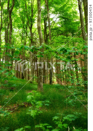 Wild birch trees growing in a forest with green plants and shrubs. Scenic landscape of tall wooden trunks with lush leaves in nature at spring. Peaceful and magical views in the park, woods or jungle Wild birch trees growing in a forest with green plants and shrubs. Scenic landscape of tall wooden trunks with lush leaves in nature at spring. Peaceful and magical views in the park, woods or jungle 97300454