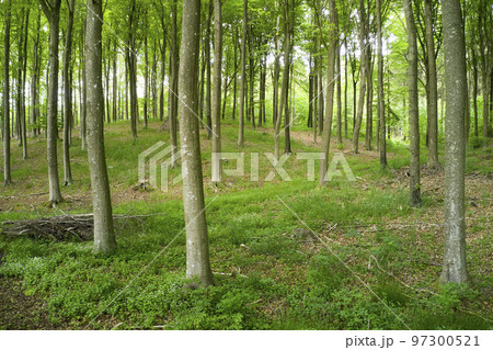 Blurred view of a secret and mysterious forest in the countryside leading to a magical forest where adventure awaits. Quiet scenery with hidden path surrounded by tall trees and grass Blurred view of a secret and mysterious forest in the countryside leading to a magical forest where adventure awaits. Quiet scenery with hidden path surrounded by tall trees and grass 97300521