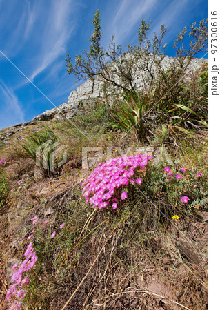 Colorful pink flowers growing on dry land with blue sky background. Fynbos in Table Mountain National Park, Cape of Good Hope, South Africa. Fine bush indigenous plants growing in natural environment 97300616