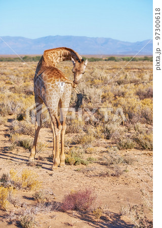 Wild giraffe standing alone in a dry landscape and wildlife reserve in a hot savanna area in Africa. Protecting local safari animals from poachers and hunters with national parks in remote the Sahara 97300618