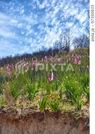 Lush purple vygie flowers and shrubs growing among the grass on Table Mountain in Cape Town, South Africa. Flora and plants in a peaceful ecosystem and uncultivated nature reserve in summer Lush purple vygie flowers and shrubs growing among the grass on Table Mountain in Cape Town, South Africa. Flora and plants in a peaceful ecosystem and uncultivated nature reserve in summer 97300635