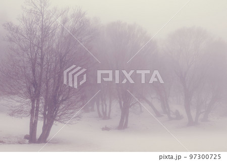 Fog in the forest Fog in the forest 97300725