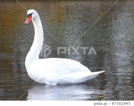 Beautiful white swan floating in clear lake water 97302945