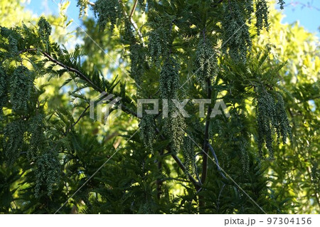 メタセコイアの雄花・2022年10月　 97304156