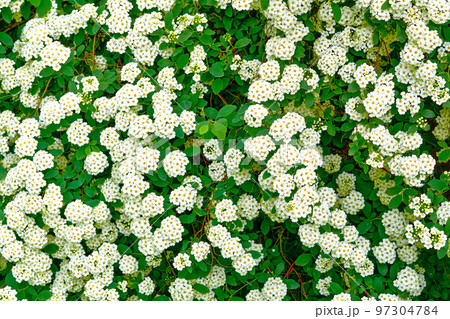 Green white delicate fresh flower carpet as background Green white delicate fresh flower carpet as background 97304784