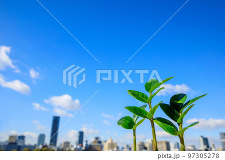 新芽と高層ビル 97305278